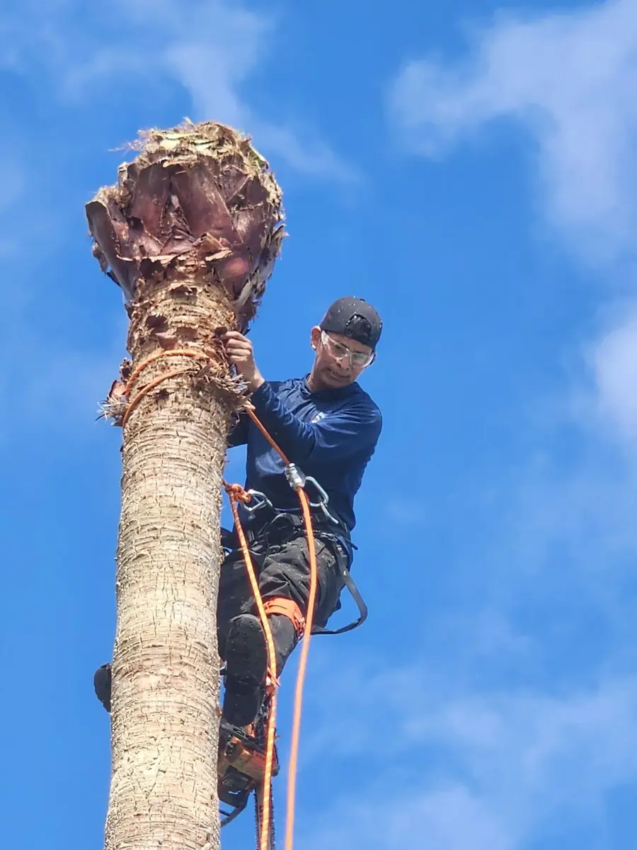 Crew member trimming a palm tree high up