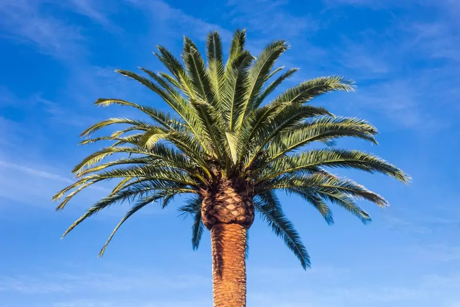 Healthy, freshly trimmed palm tree against a blue sky