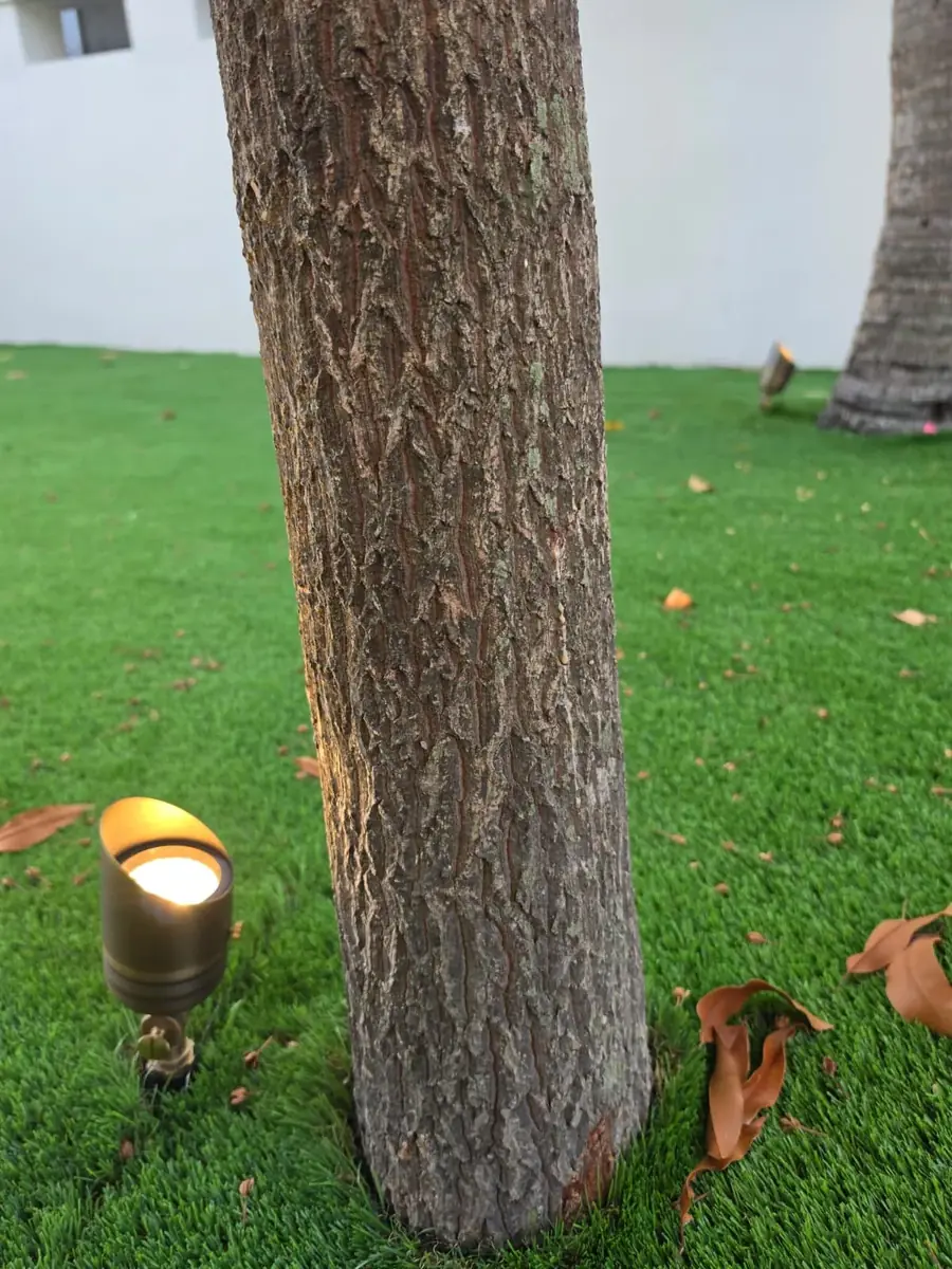 Crew member trimming a palm tree with climbing gear
